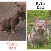 Lulu, a female French Bulldog for sale in Houston, TX – Photo 6 of 6