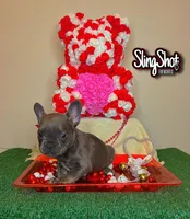 Lulu, a female French Bulldog for sale in Houston, TX – Photo 1 of 6