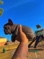 Lulu, a female French Bulldog for sale in Houston, TX – Photo 5 of 6