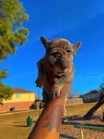 Sevyn, a male French Bulldog for sale in Houston, TX – Photo 4 of 6