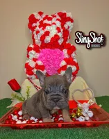 Sevyn, a male French Bulldog for sale in Houston, TX – Photo 3 of 6