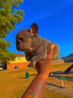 Sevyn, a male French Bulldog for sale in Houston, TX – Photo 5 of 6