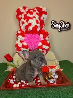 Sevyn, a male French Bulldog for sale in Houston, TX – Photo 2 of 6