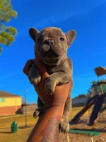 Lulu, a female French Bulldog for sale in Houston, TX – Photo 4 of 6