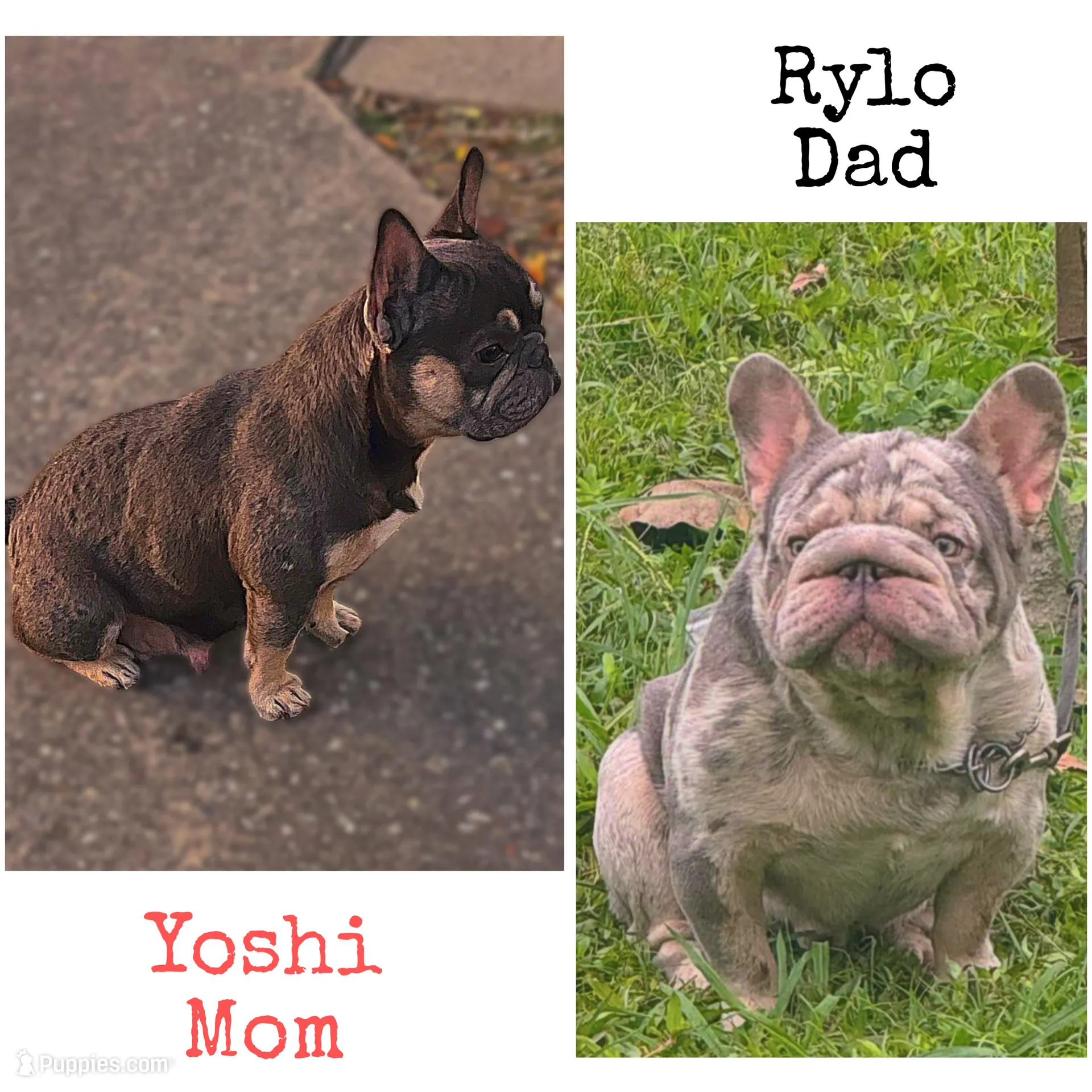 Sevyn, a male French Bulldog for sale in Houston, TX – Photo 6 of 6