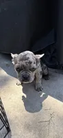 Rocky, a male French Bulldog for sale in Modesto, CA – 3 of 6