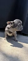 Rocky, a male French Bulldog for sale in Modesto, CA – 2 of 6