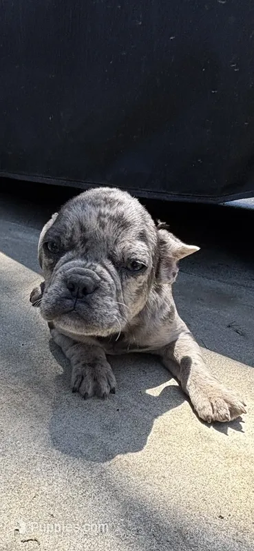 Rocky – French Bulldog puppy for sale in Modesto, CA