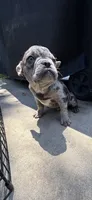 Rocky, a male French Bulldog for sale in Modesto, CA – 4 of 6
