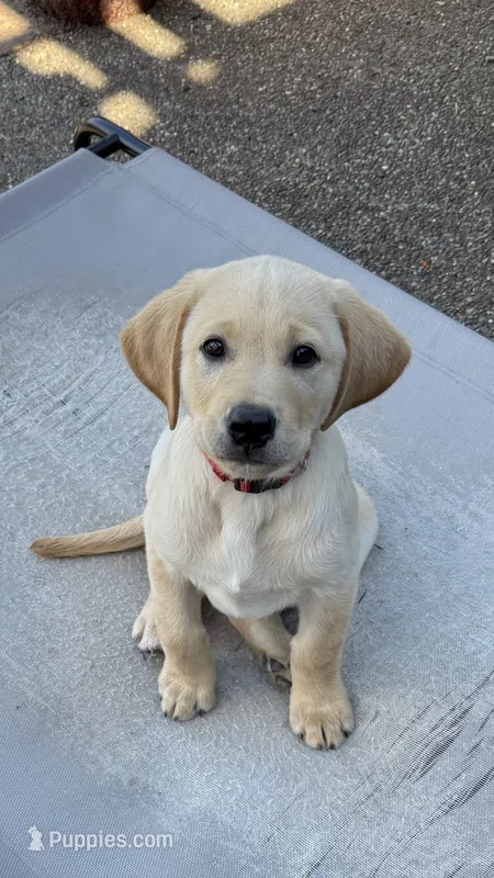 Red aka White – Labrador Retriever puppy for sale in Kelso, WA