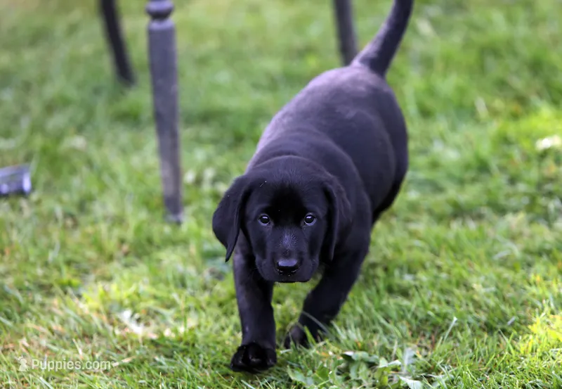 Pink – Labrador Retriever puppy on hold in Kelso, WA