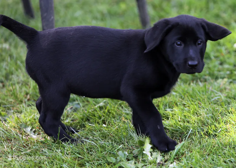Pink – Labrador Retriever puppy on hold in Kelso, WA