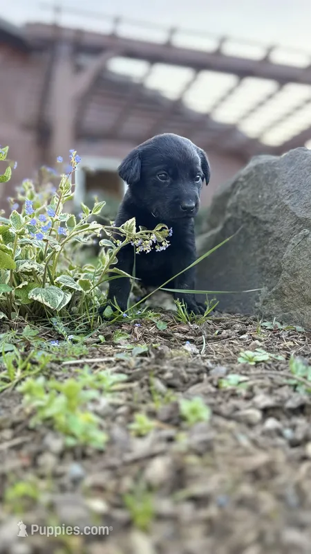 Grey – Labrador Retriever puppy for sale in Kelso, WA