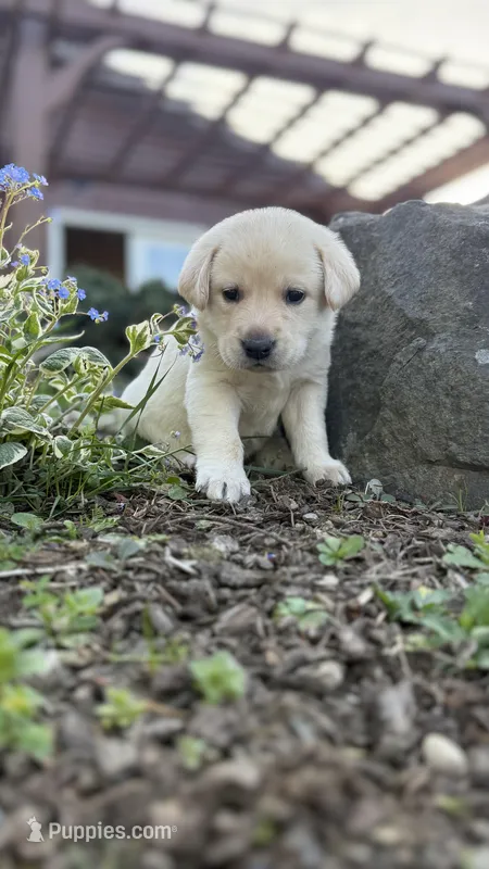 Black – Labrador Retriever puppy for sale in Kelso, WA