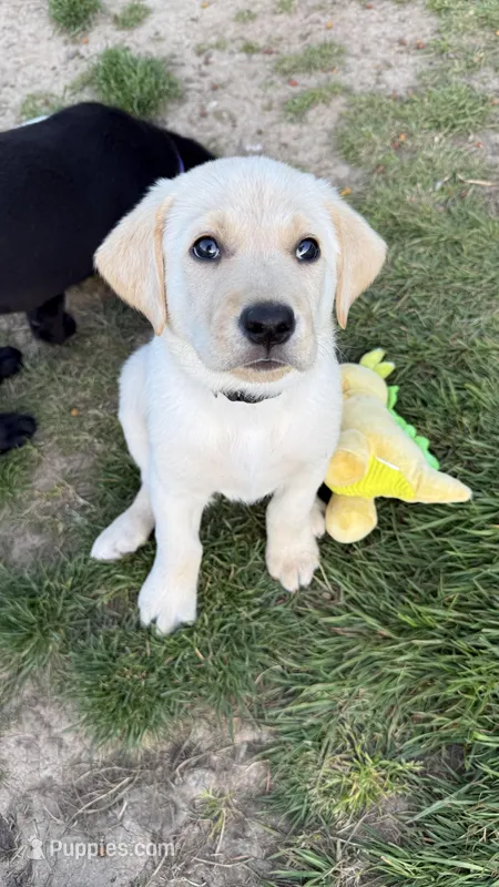 Black – Labrador Retriever puppy for sale in Kelso, WA