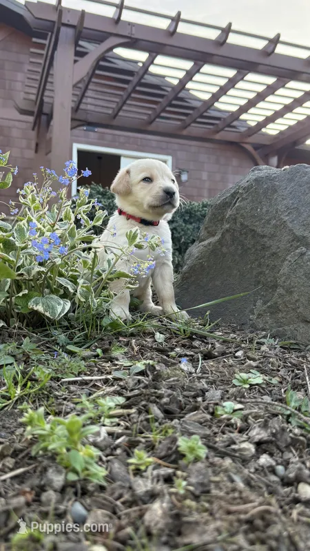 Red, a female Labrador Retriever for sale in Kelso, WA – Photo 1 of 1