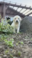 Dark Blue aka Dark Green., a female Labrador Retriever for sale in Kelso, WA – 1 of 3
