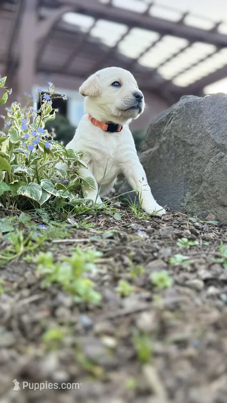 Orange, a female Labrador Retriever for sale in Kelso, WA – Photo 1 of 1