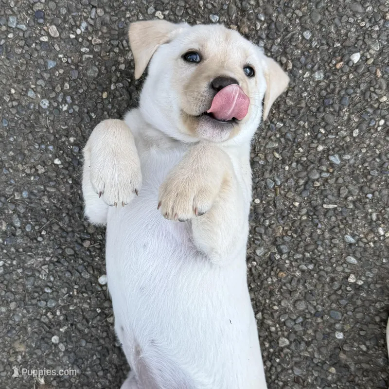 Orange – Labrador Retriever puppy for sale in Kelso, WA