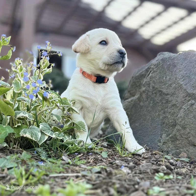 Orange – Labrador Retriever puppy for sale in Kelso, WA
