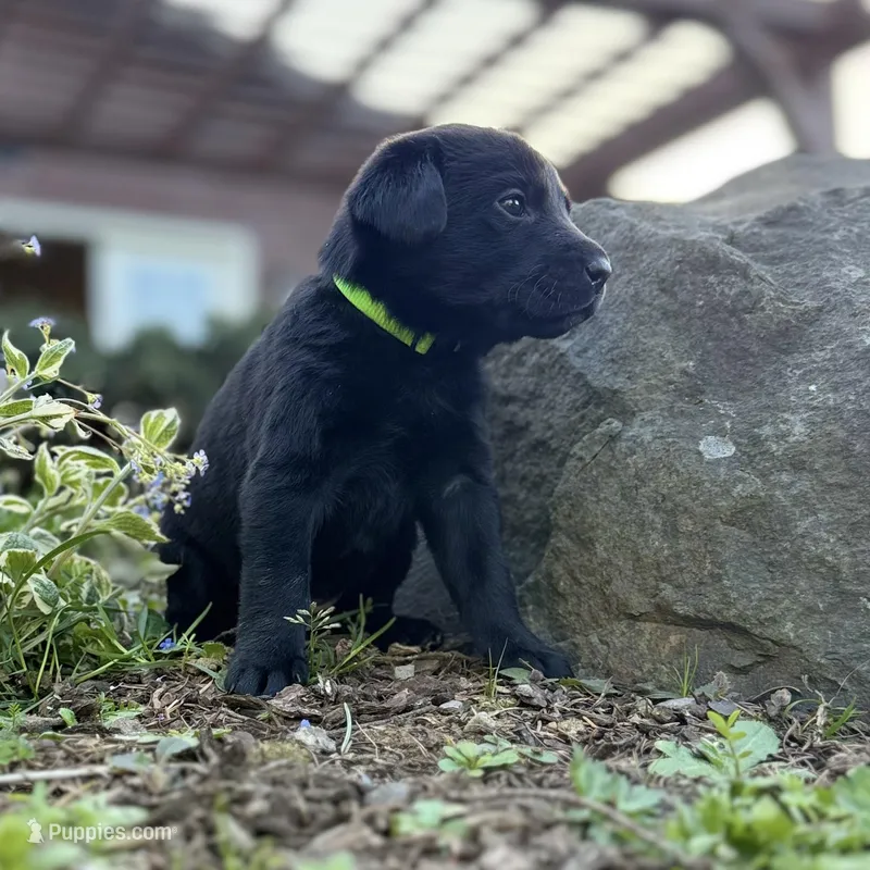 Light Green – Labrador Retriever puppy on hold in Kelso, WA