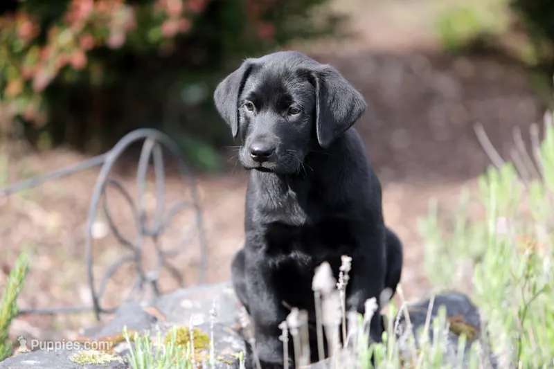 Purple – Labrador Retriever puppy for sale in Kelso, WA