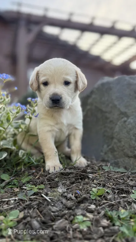 White, a male Labrador Retriever for sale in Kelso, WA – Photo 1 of 1