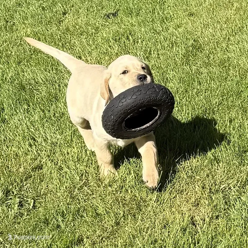 Red aka White – Labrador Retriever puppy for sale in Kelso, WA
