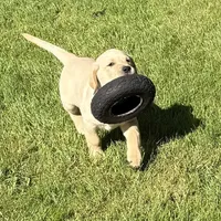 Red aka White, a male Labrador Retriever for sale in Kelso, WA – 1 of 4