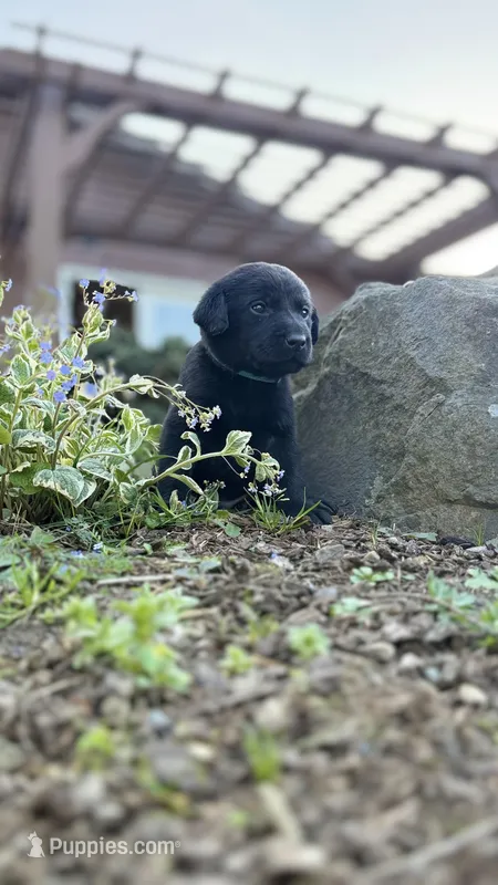 Light Blue – Labrador Retriever puppy for sale in Kelso, WA