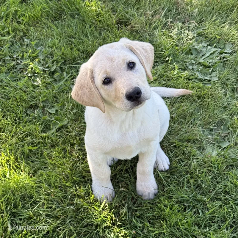 Black – Labrador Retriever puppy for sale in Kelso, WA