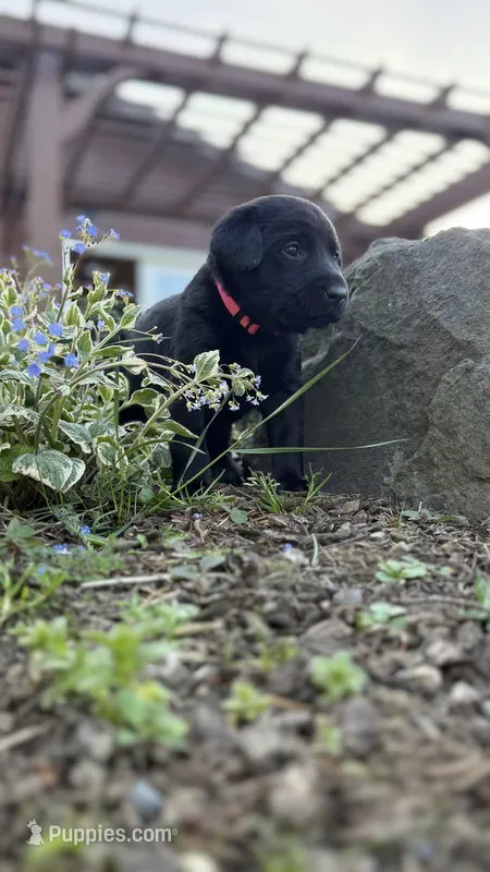 Pink – Labrador Retriever puppy for sale in Kelso, WA