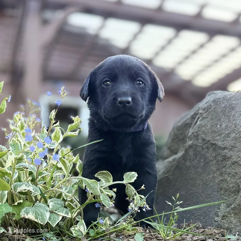 Purple – Labrador Retriever puppy for sale in Kelso, WA
