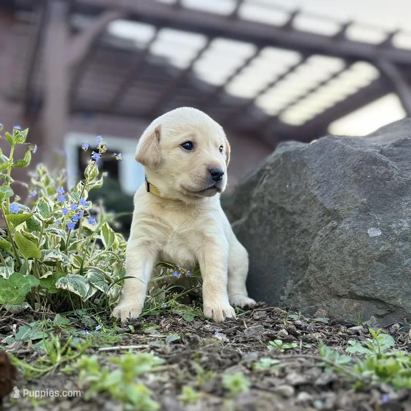 Yellow – Labrador Retriever puppy for sale in Kelso, WA