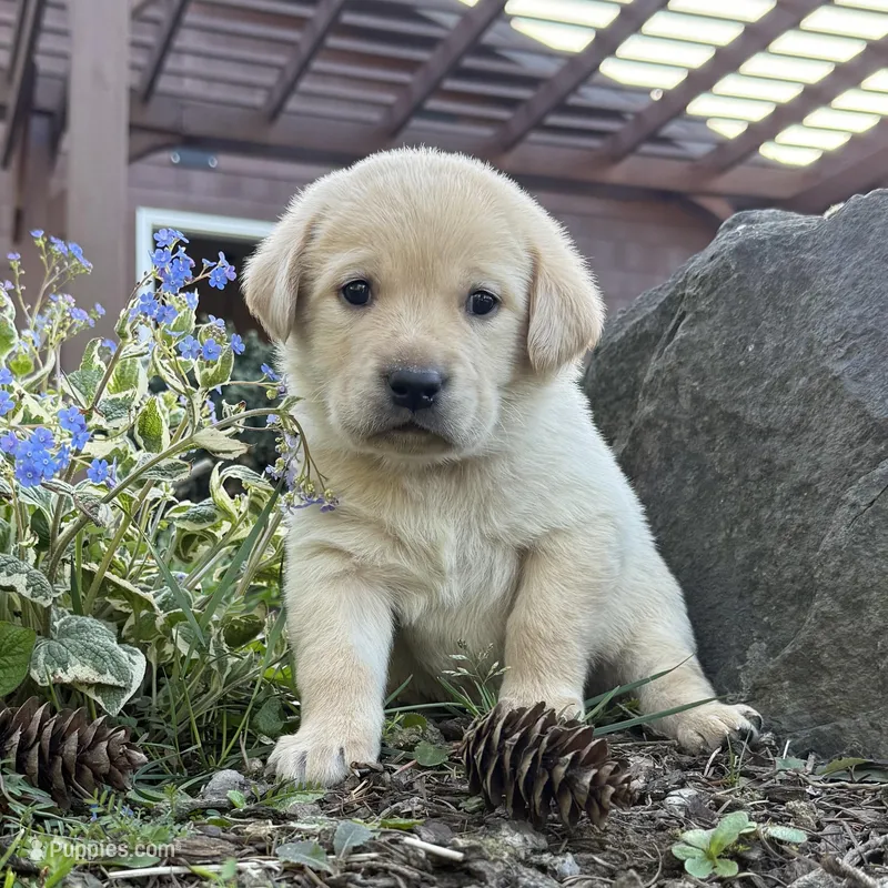 Dark Blue – Labrador Retriever puppy on hold in Kelso, WA