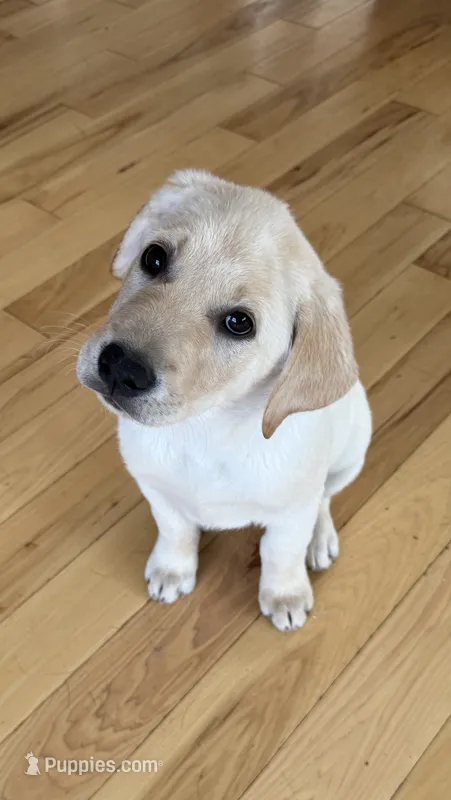 Black – Labrador Retriever puppy for sale in Kelso, WA