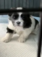 Jupiter, a male Shih Tzu for sale in Colorado Springs, CO – Photo 2 of 2