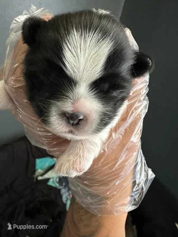 Jupiter – Shih Tzu puppy for sale in Colorado Springs, CO