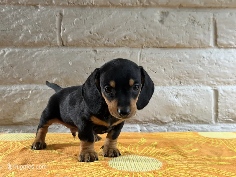 Kaizen – Miniature Dachshund puppy for sale in Phoenix, AZ
