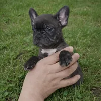 Cocoa, a female French Bulldog for sale in Buena Park, CA – Photo 3 of 3
