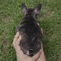 Cocoa, a female French Bulldog for sale in Buena Park, CA – Photo 2 of 3