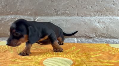 Enzo, a male Miniature Dachshund for sale in Phoenix, AZ – 4 of 4