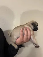 Paco, a male Pug for sale in Buena Park, CA – 2 of 2