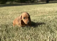 Daisy, a female Miniature Dachshund for sale in Buena Park, CA – 2 of 3