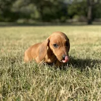 Daisy, a female Miniature Dachshund for sale in Buena Park, CA – 3 of 3