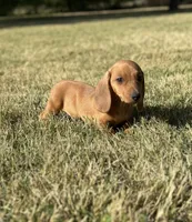 Daisy, a female Miniature Dachshund for sale in Buena Park, CA – 1 of 3