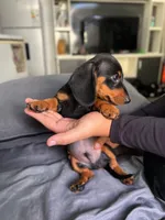 Leo, a male Miniature Dachshund for sale in Buena Park, CA – Photo 1 of 2