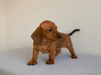 Luna, a female Miniature Dachshund for sale in Buena Park, CA – 2 of 2