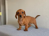 Luna, a female Miniature Dachshund for sale in Buena Park, CA – 1 of 2