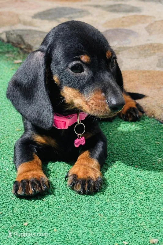Gigi – Miniature Dachshund puppy for sale in Buena Park, CA